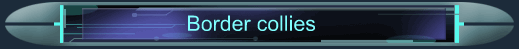 Border collies