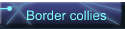 Border collies